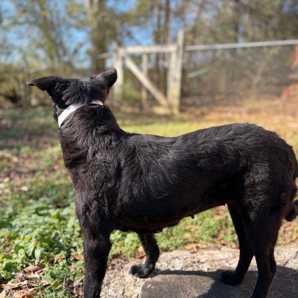 Enlarge Sadie, a Adoptable Black Labrador Retriever in Parrish, AL image 3/6