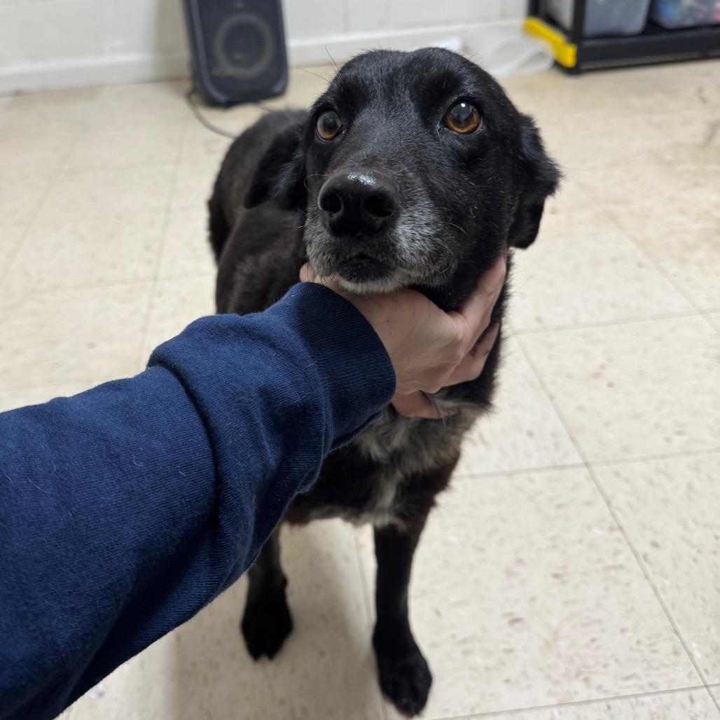 Enlarge Sadie, a Adoptable Black Labrador Retriever in Parrish, AL image 4/6