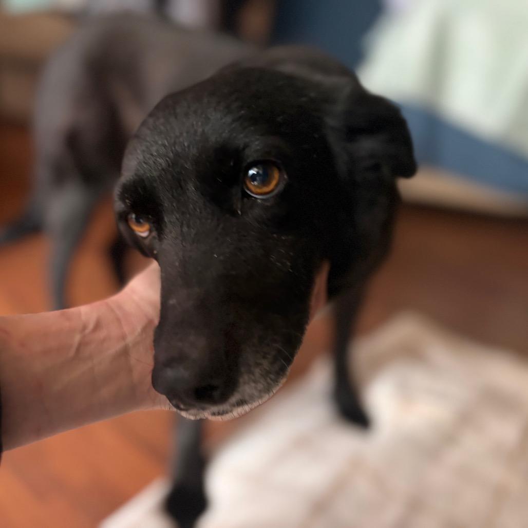Enlarge Sadie, a Adoptable Black Labrador Retriever in Parrish, AL image 5/6