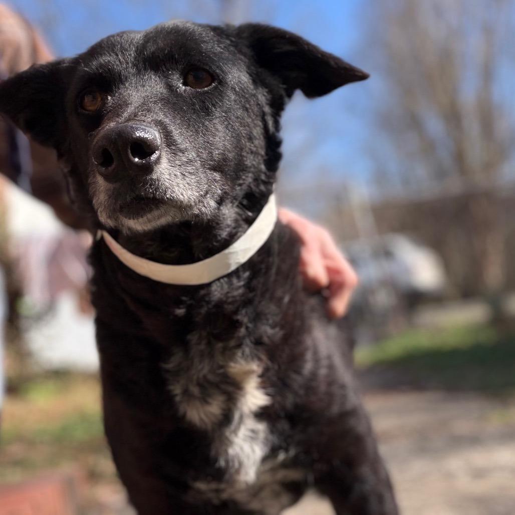 Enlarge Sadie, a Adoptable Black Labrador Retriever in Parrish, AL image 6/6