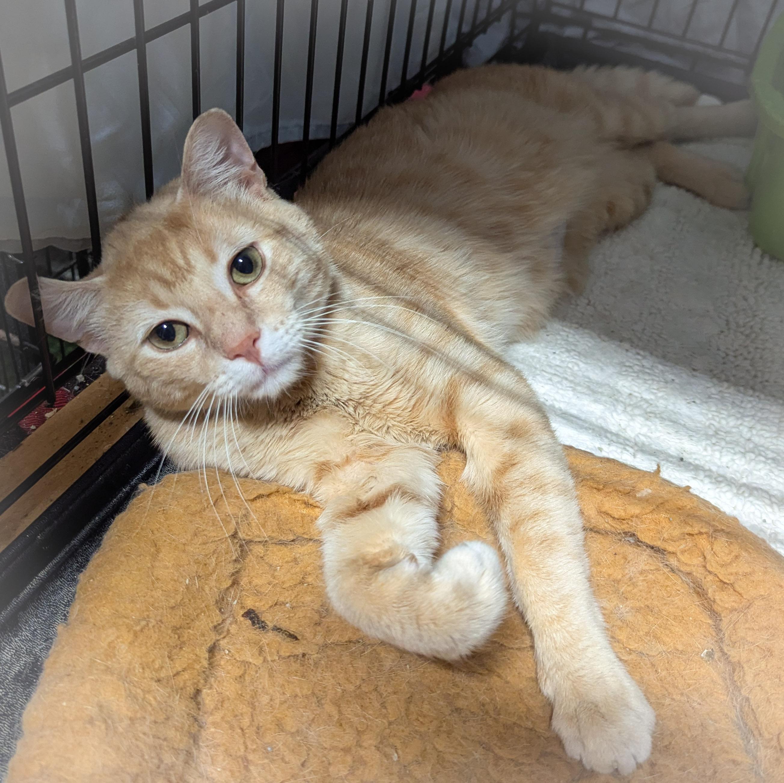 Enlarge GLEN, an adopted mixed breed in Schererville, IN image 2/4