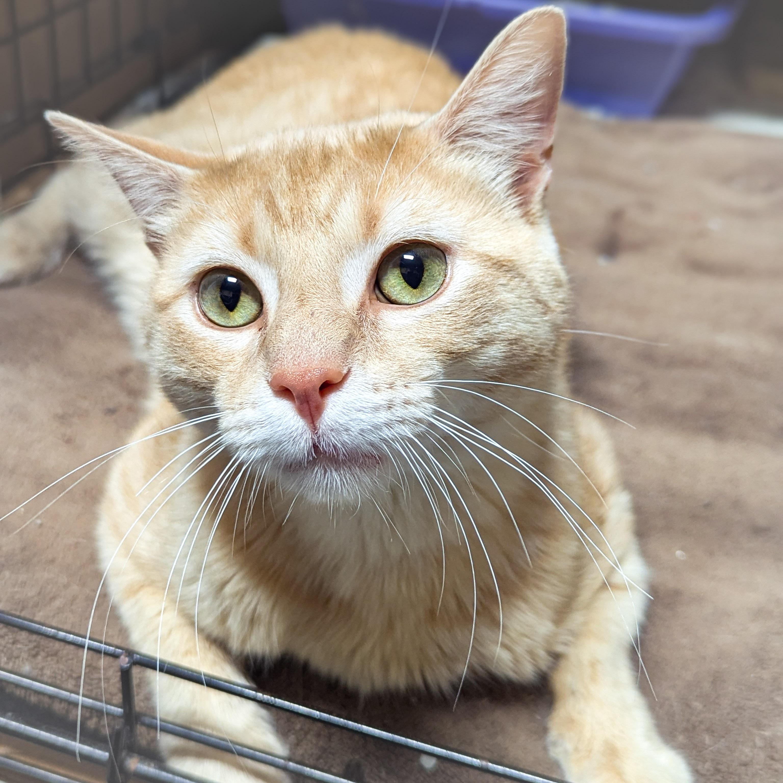 Enlarge GLEN, an adopted mixed breed in Schererville, IN image 3/4