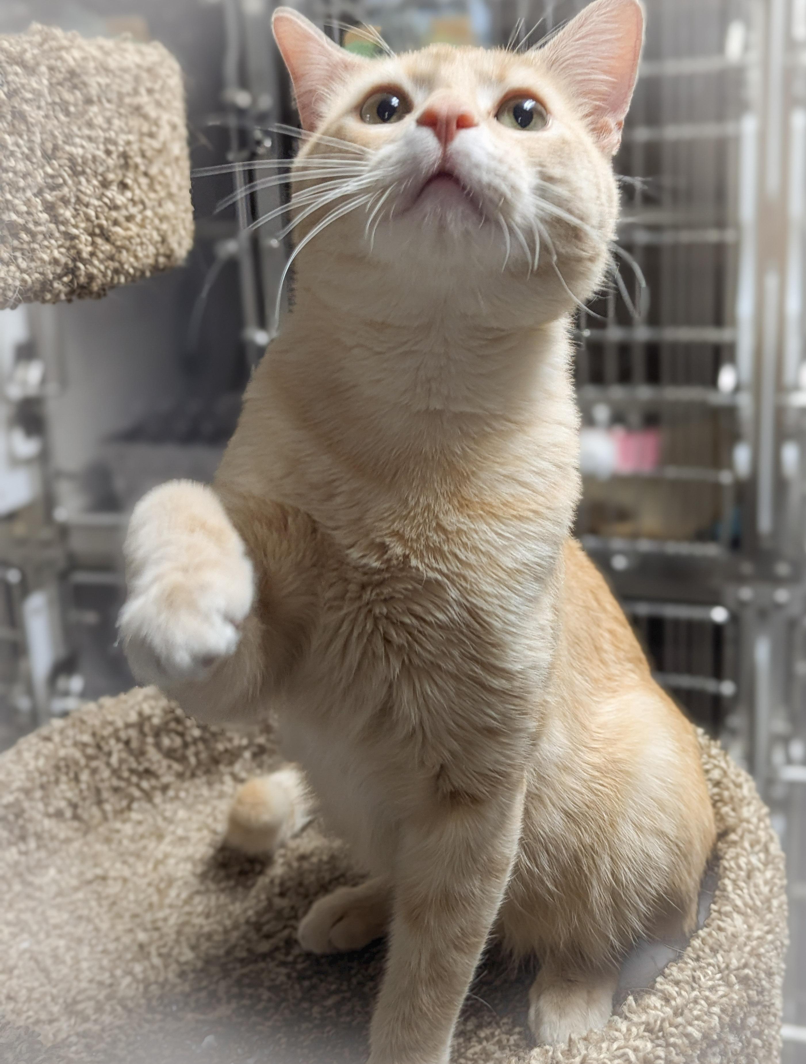 Enlarge GLEN, an adopted mixed breed in Schererville, IN image 4/4