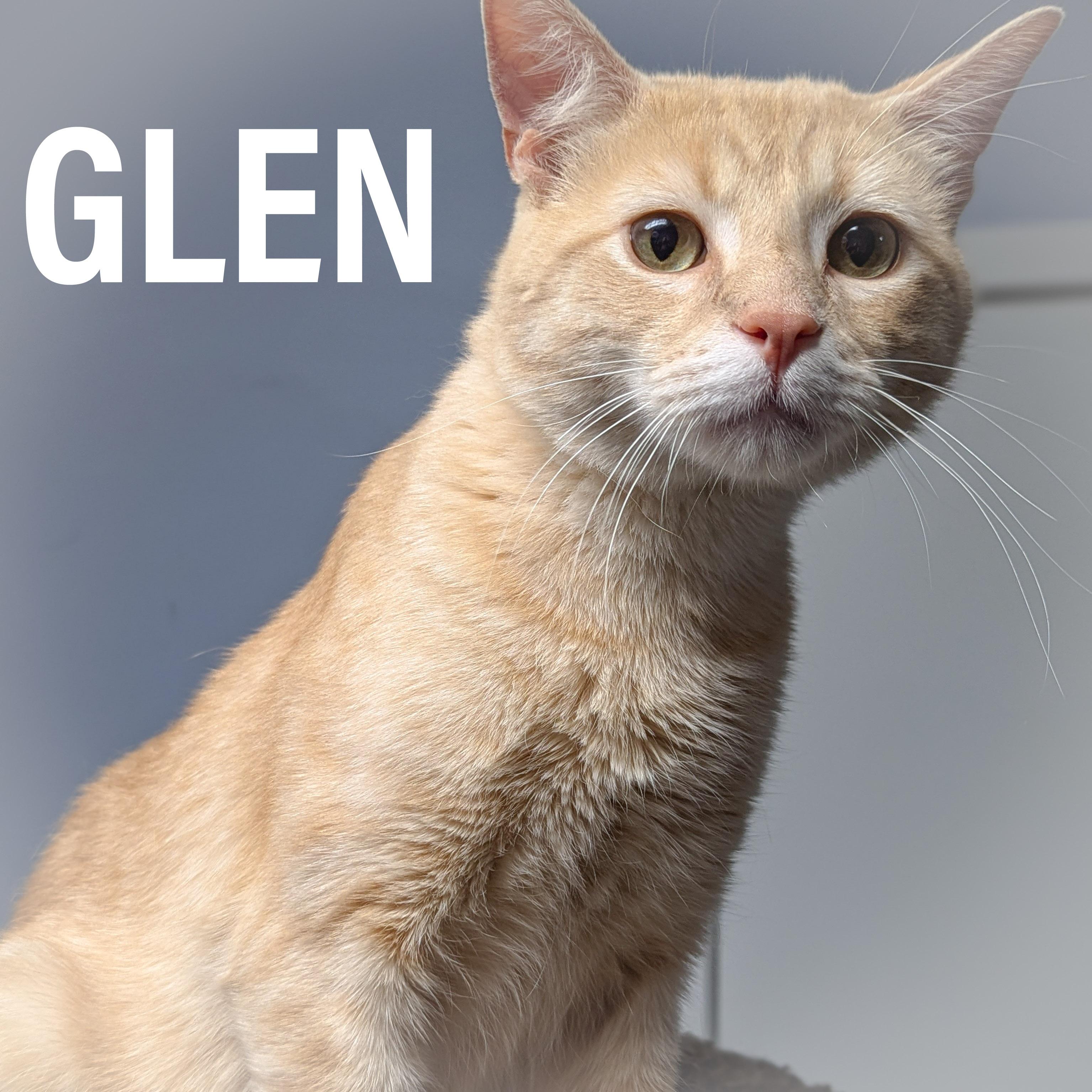 Enlarge GLEN, an adopted mixed breed in Schererville, IN image 1/4