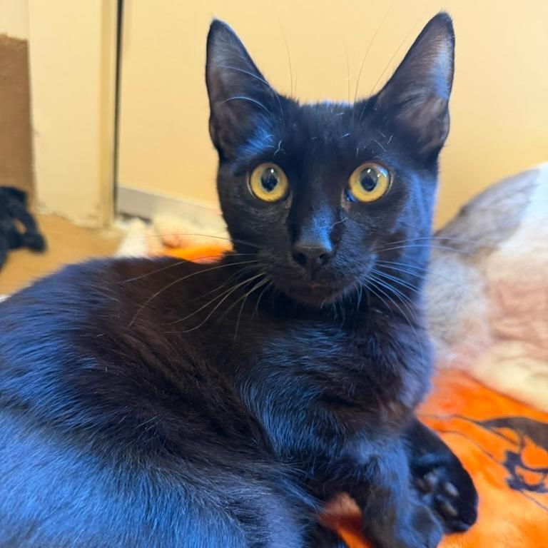 Pan, a Adoptable Domestic Short Hair in Agoura Hills, CA image 2/5