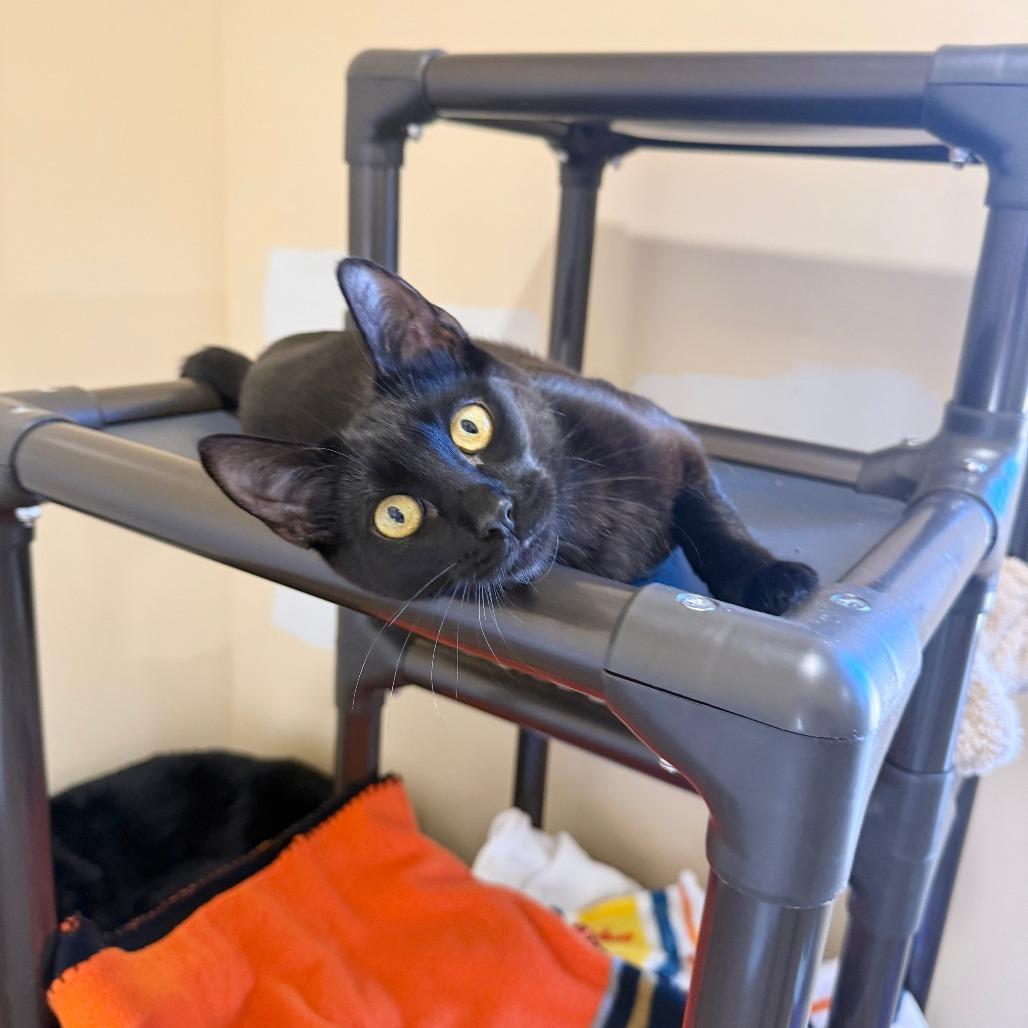 Pan, a Adoptable Domestic Short Hair in Agoura Hills, CA image 3/5