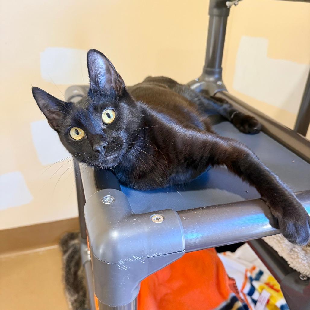 Pan, a Adoptable Domestic Short Hair in Agoura Hills, CA image 4/5