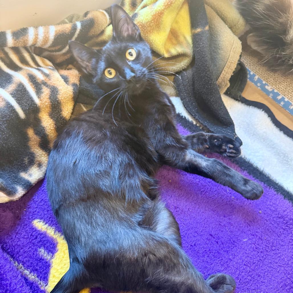 Pan, a Adoptable Domestic Short Hair in Agoura Hills, CA image 5/5