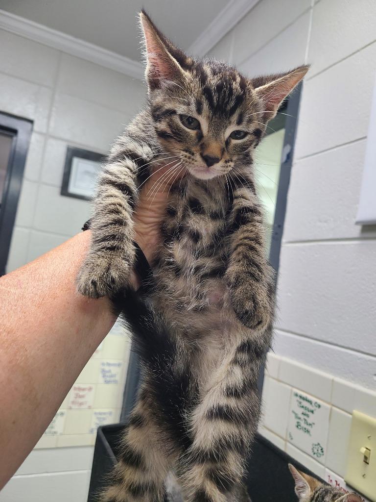 C1334-25, Adoptable, Young Male Domestic Short Hair.