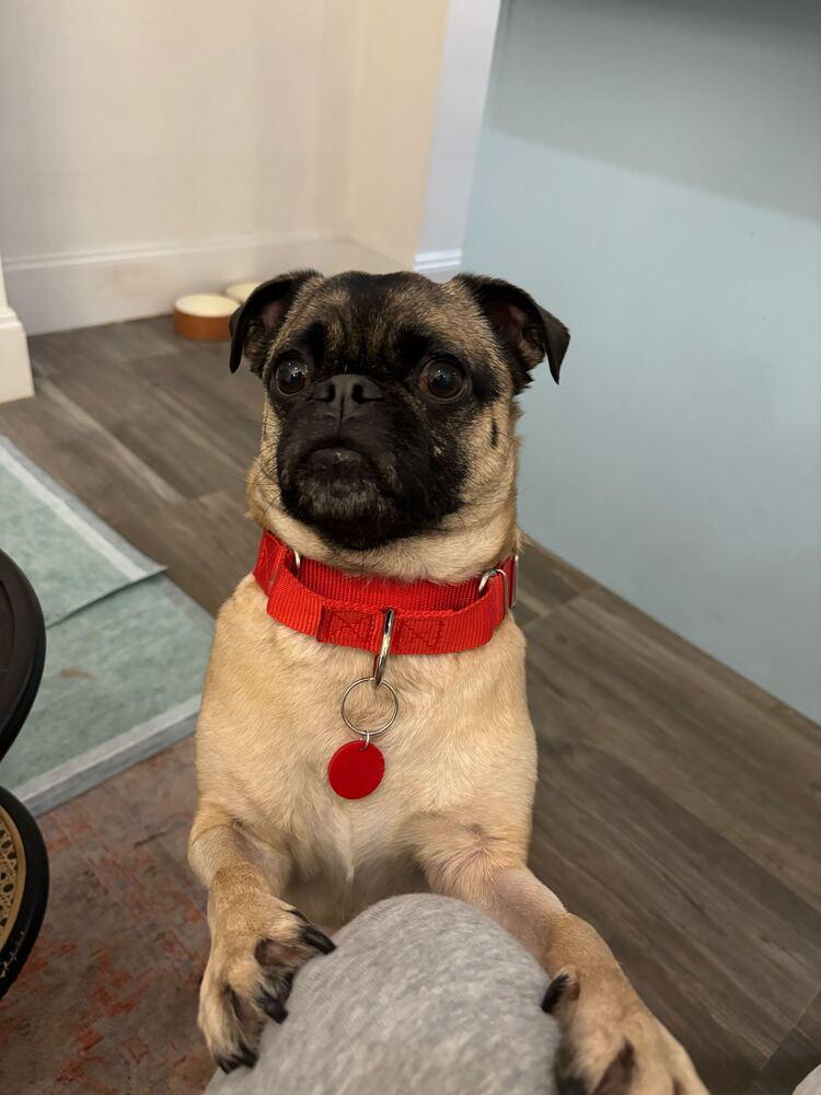 Pugsley, Adoptable, Adult Male Pug & Jack Russell Terrier.