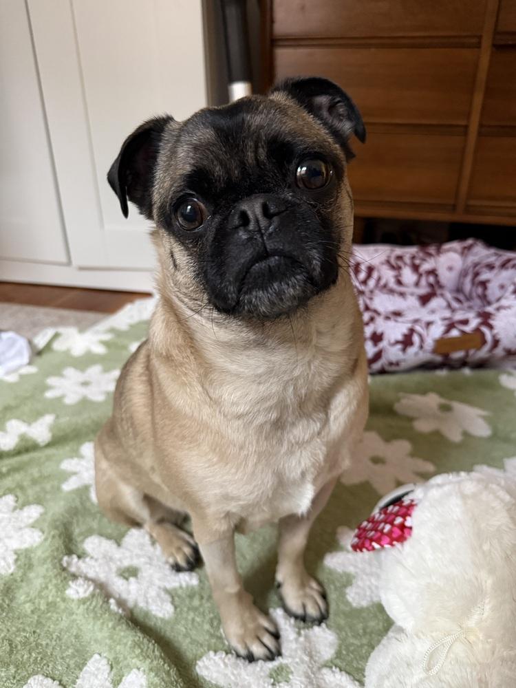 Pugsley, Adoptable, Adult Male Pug & Jack Russell Terrier.