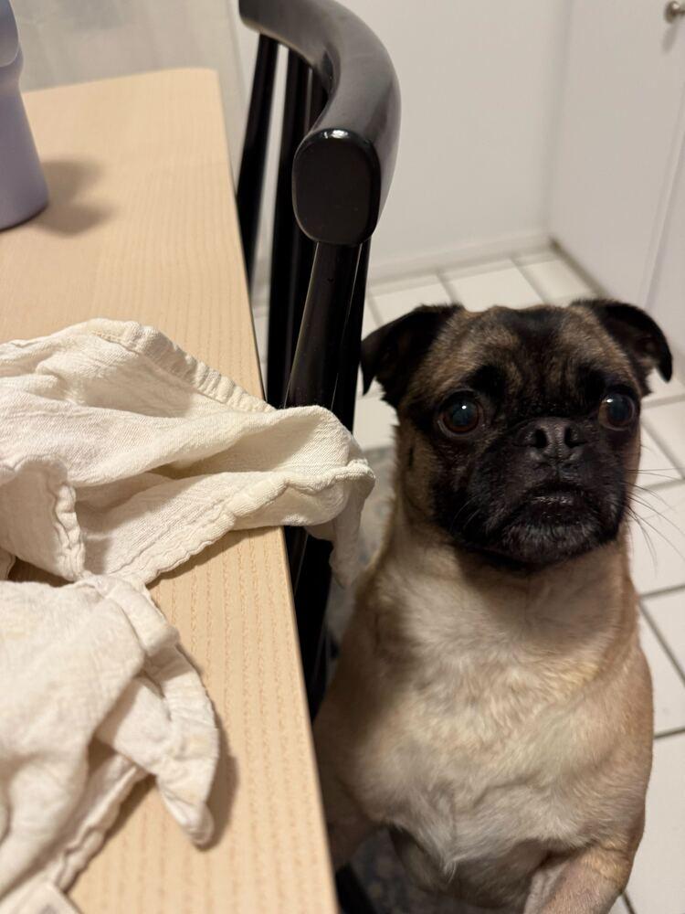 Enlarge Pugsley, a Adoptable mixed breed in New York, NY image 2/6