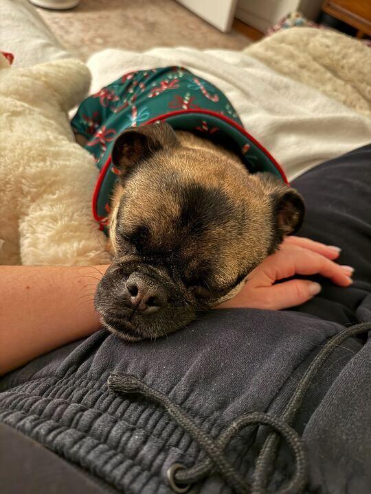 Enlarge Pugsley, a Adoptable mixed breed in New York, NY image 3/6