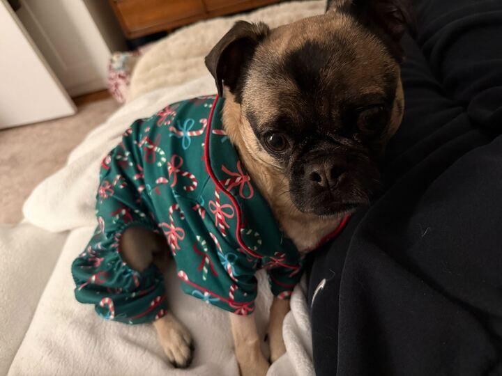 Enlarge Pugsley, a Adoptable mixed breed in New York, NY image 4/6