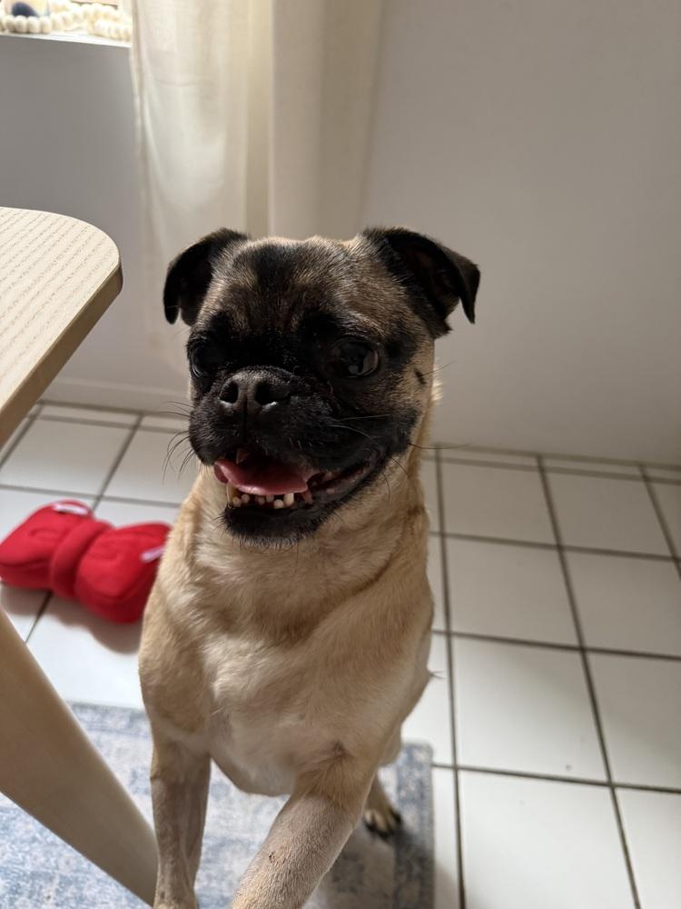 Enlarge Pugsley, a Adoptable mixed breed in New York, NY image 5/6