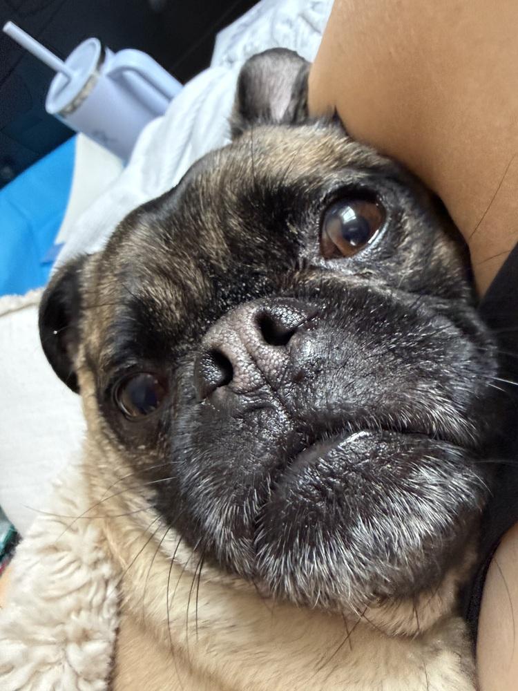 Enlarge Pugsley, a Adoptable mixed breed in New York, NY image 6/6