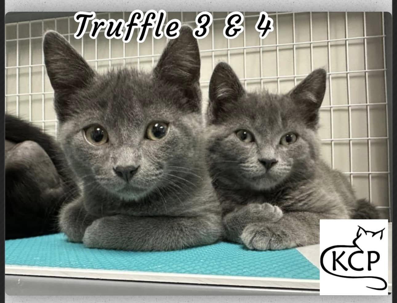 Truffle 3 & 4, an adoptable Domestic Short Hair in Courtenay, BC, V9N 7P1 | Photo Image 1