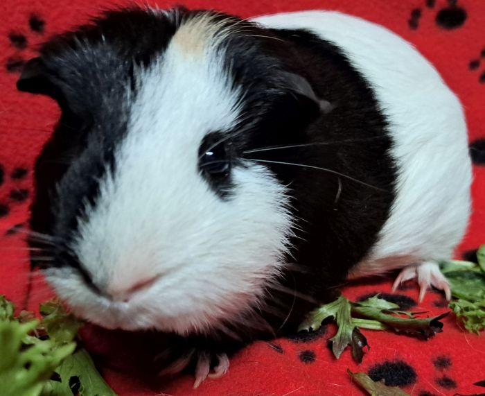 Enlarge Oreo (m), an adopted Short-Haired in Steger, IL image 2/3