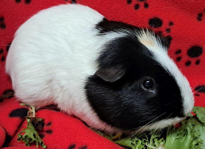 Enlarge Oreo (m), an adopted Short-Haired in Steger, IL image 3/3