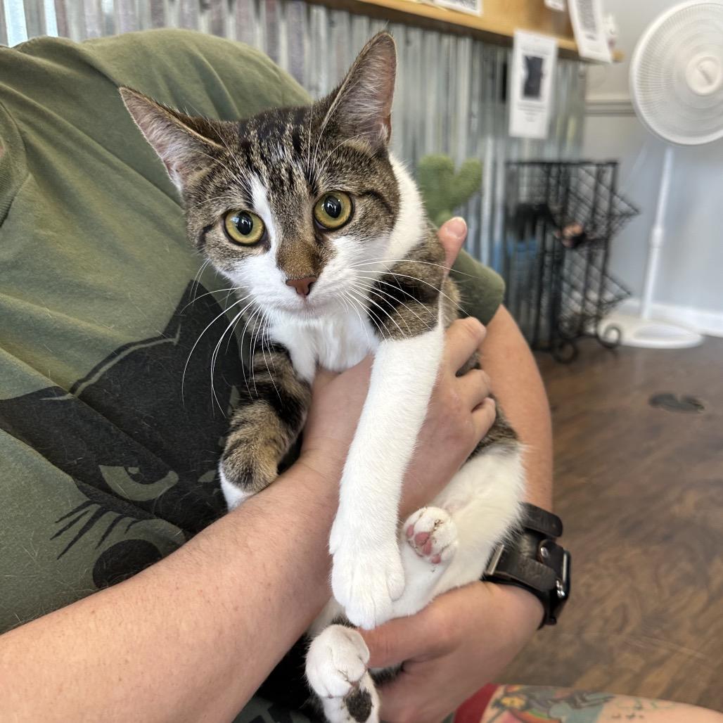 Lily, Adoptable, Adult Female Domestic Short Hair.