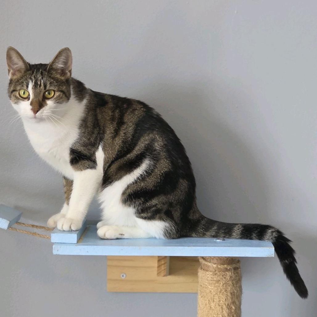 Enlarge Lily, a Adoptable Domestic Short Hair in Nashville, TN image 2/2