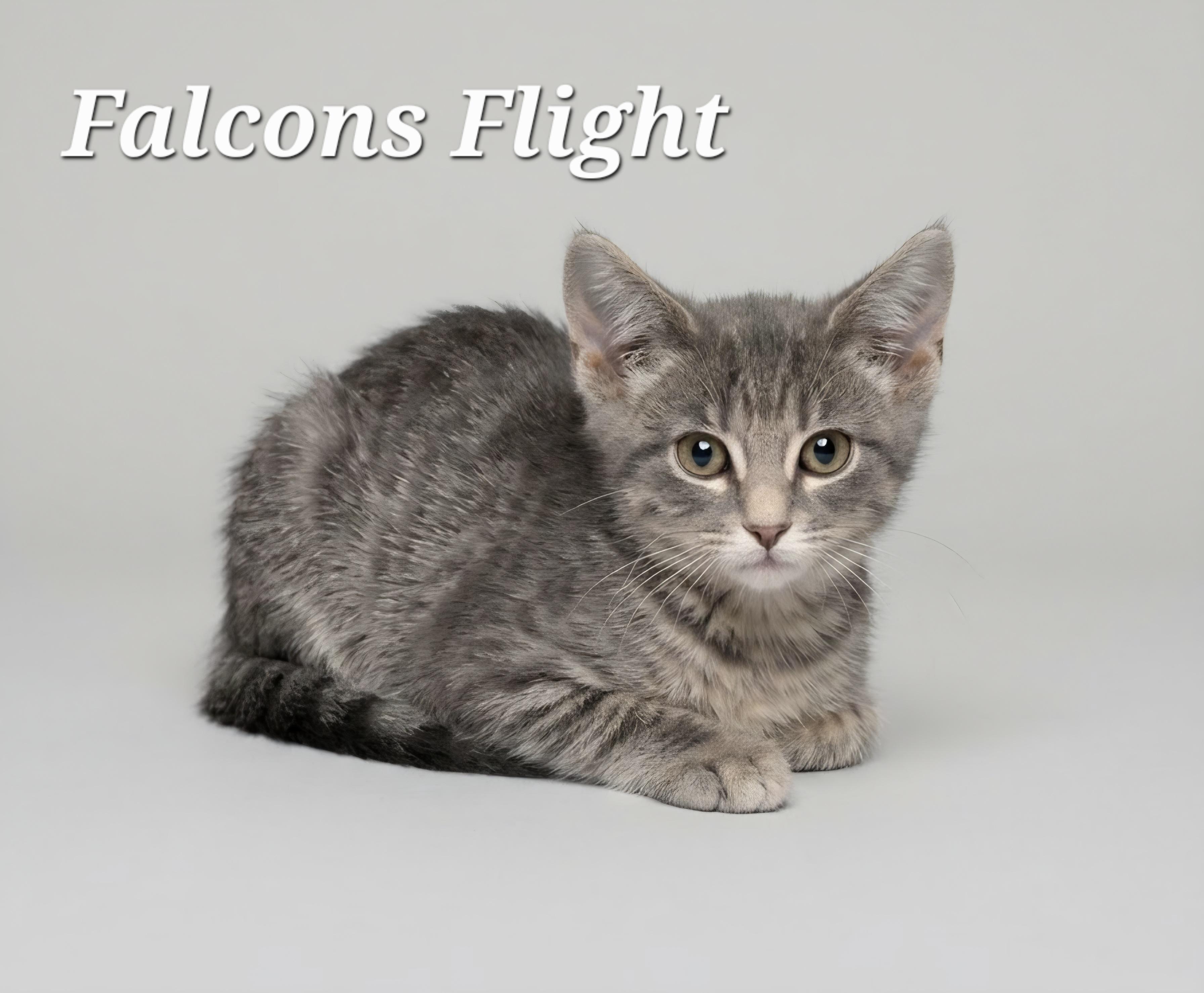 Falcons Flight, Adoptable, Kitten Male Tabby.