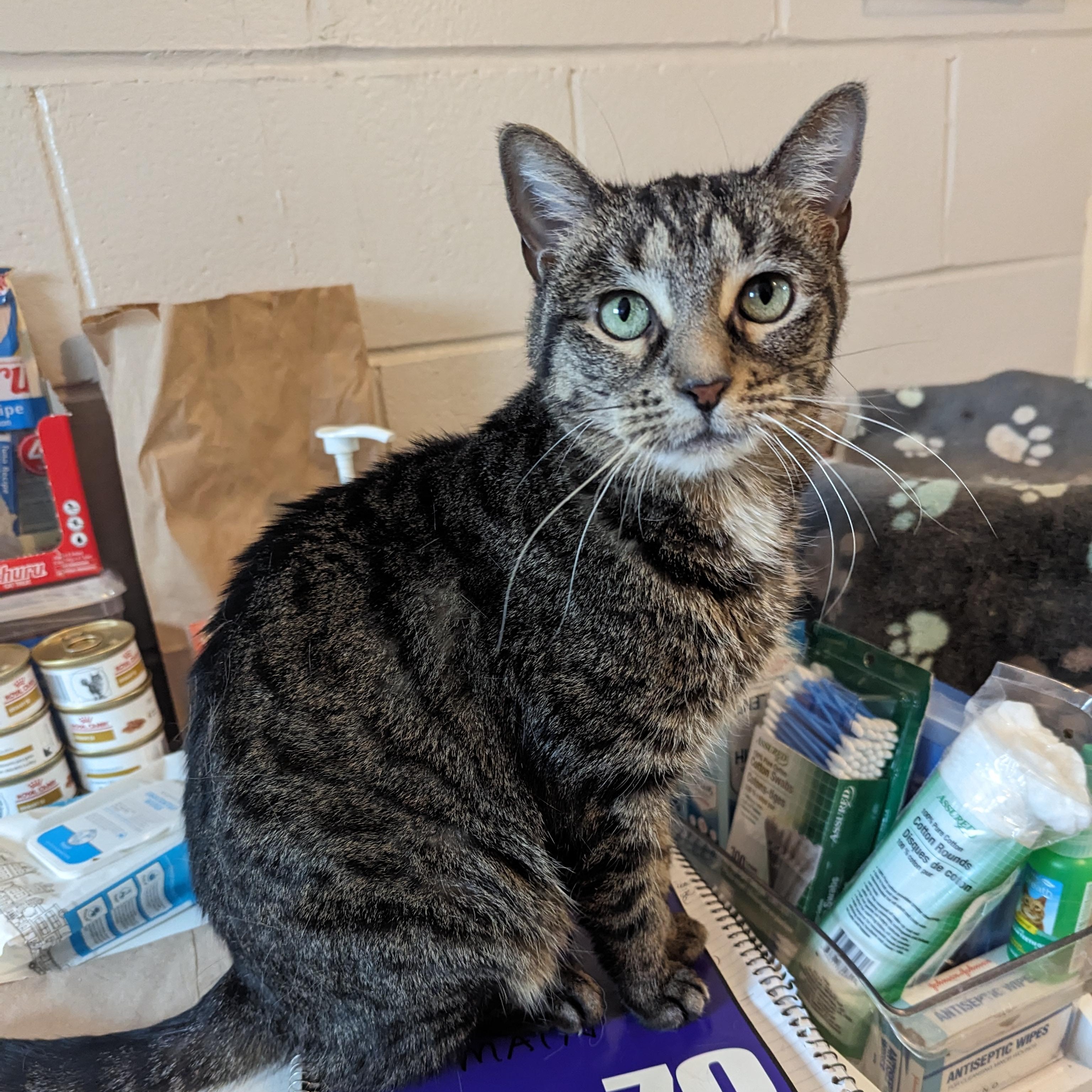 Dorey, Adoptable, Senior Female Domestic Short Hair.