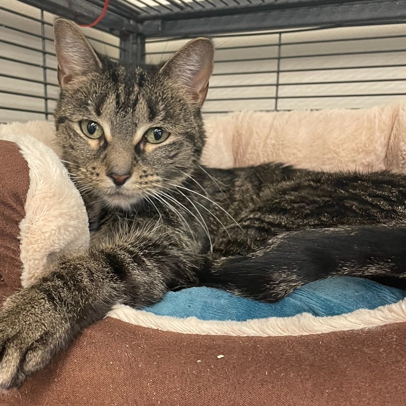 Dorey, a Adoptable mixed breed in New Windsor, NY image 2/2
