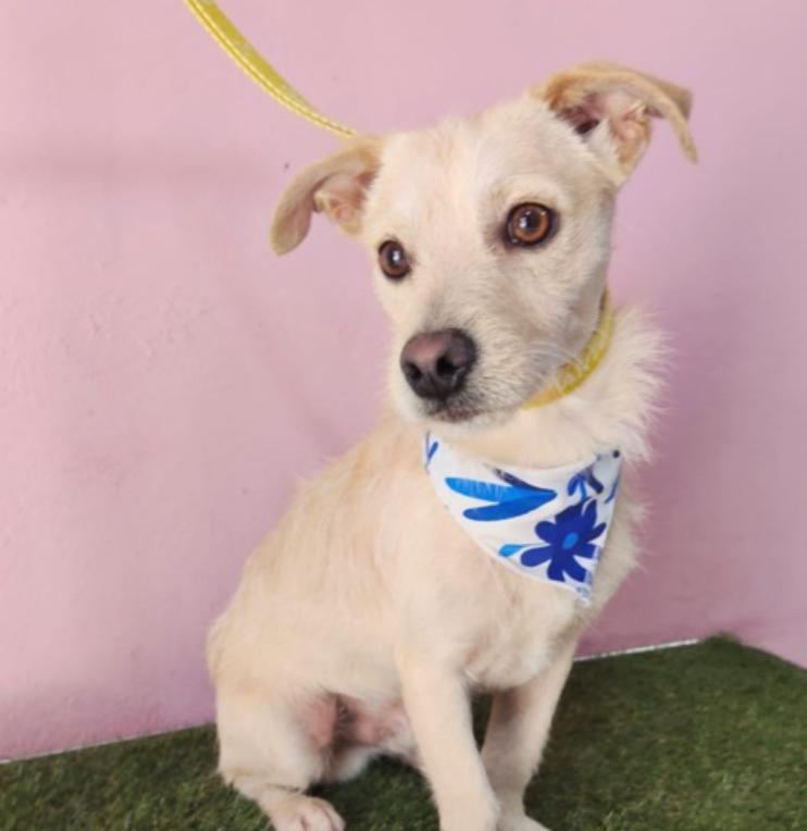 Bobby, Adoptable, Young Male Chihuahua & Dachshund.