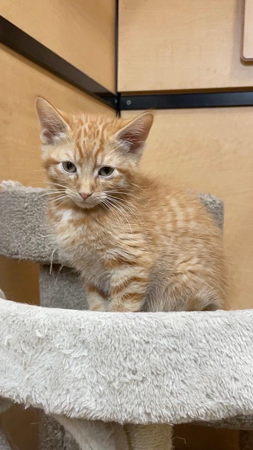 Enlarge Duncan (bonded with Dieter), an adopted Domestic Short Hair in Barrington Hills, IL image 2/6