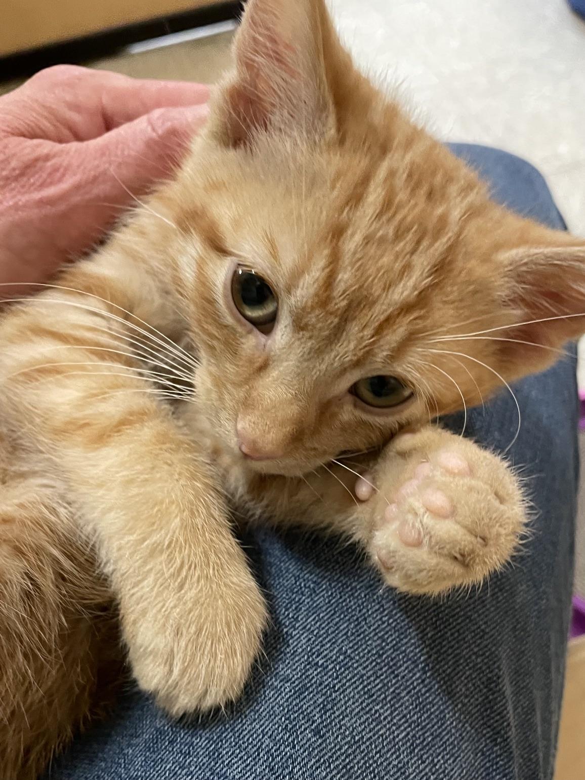 Enlarge Duncan (bonded with Dieter), an adopted Domestic Short Hair in Barrington Hills, IL image 4/6