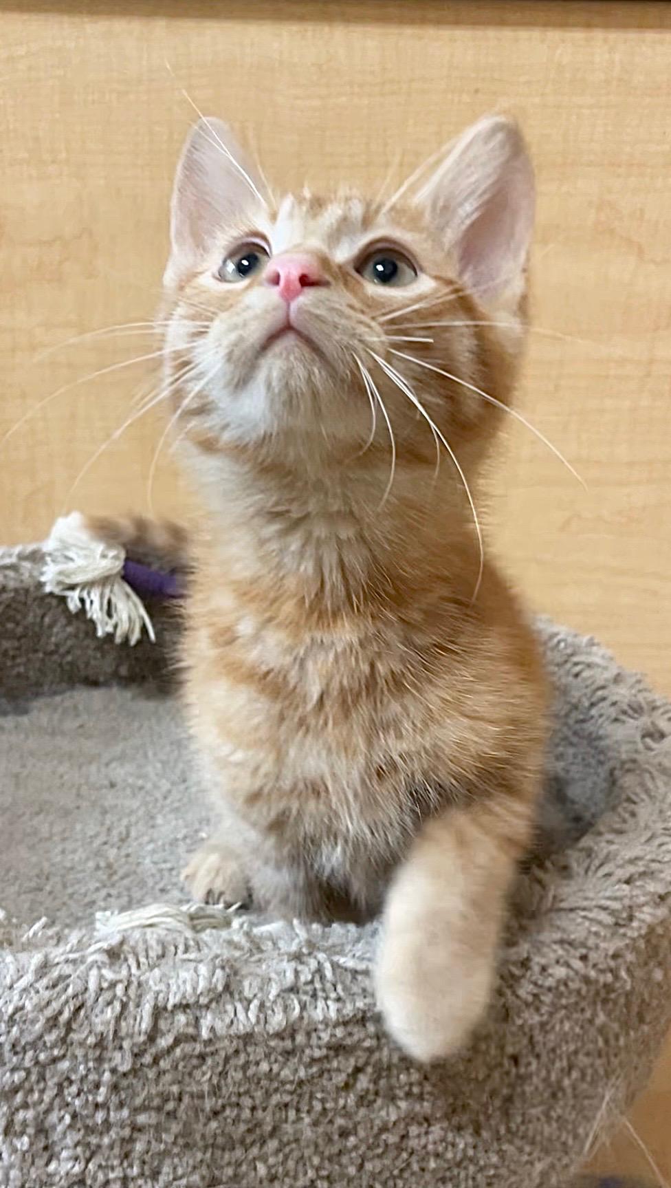Duncan (bonded with Dieter), adopted, Kitten Male Domestic Short Hair.