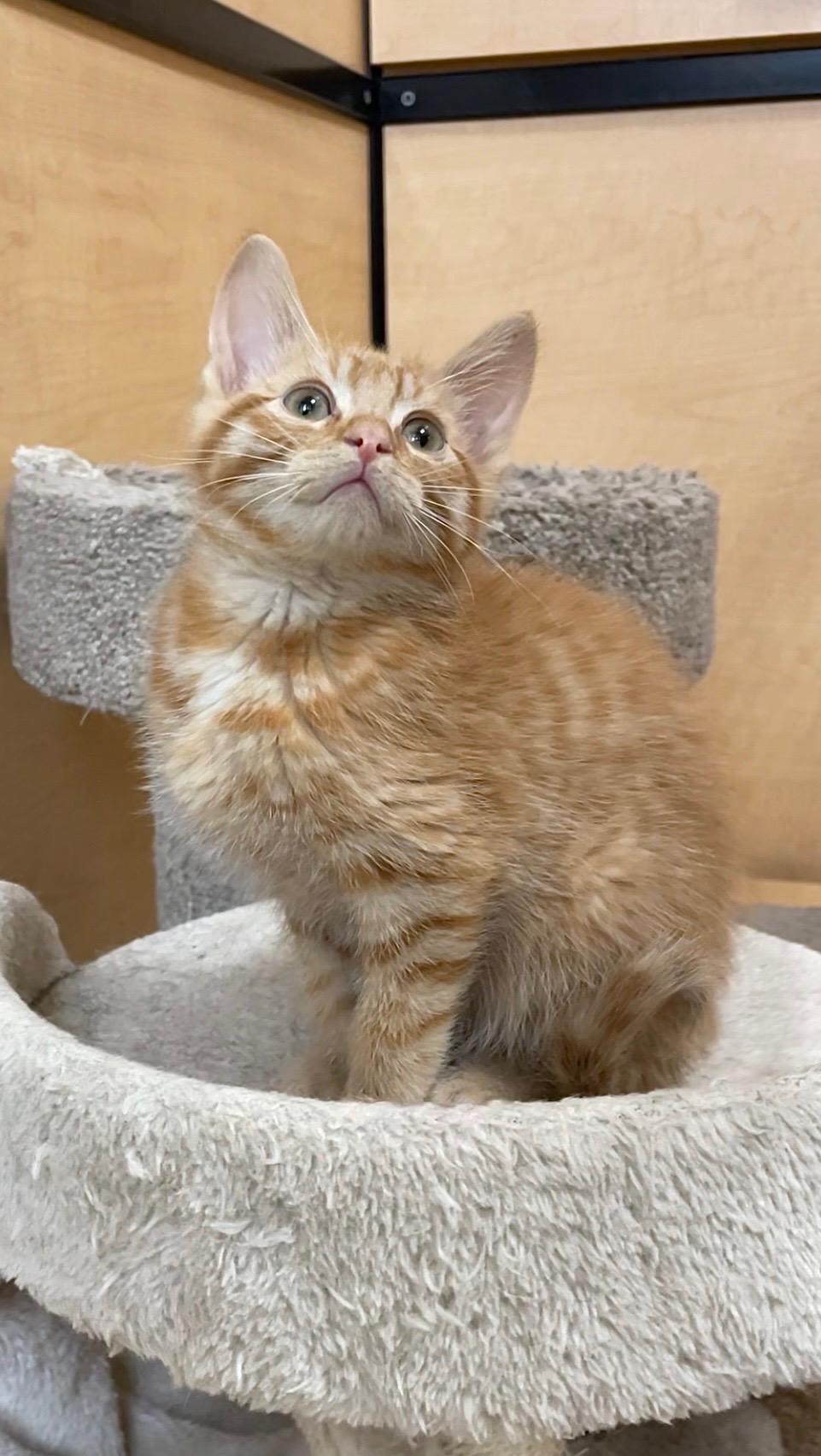 Enlarge Duncan (bonded with Dieter), an adopted Domestic Short Hair in Barrington Hills, IL image 6/6