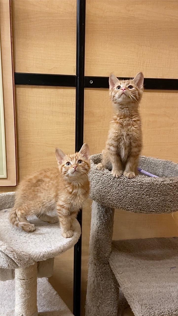 Enlarge Duncan (bonded with Dieter), an adopted Domestic Short Hair in Barrington Hills, IL image 3/6