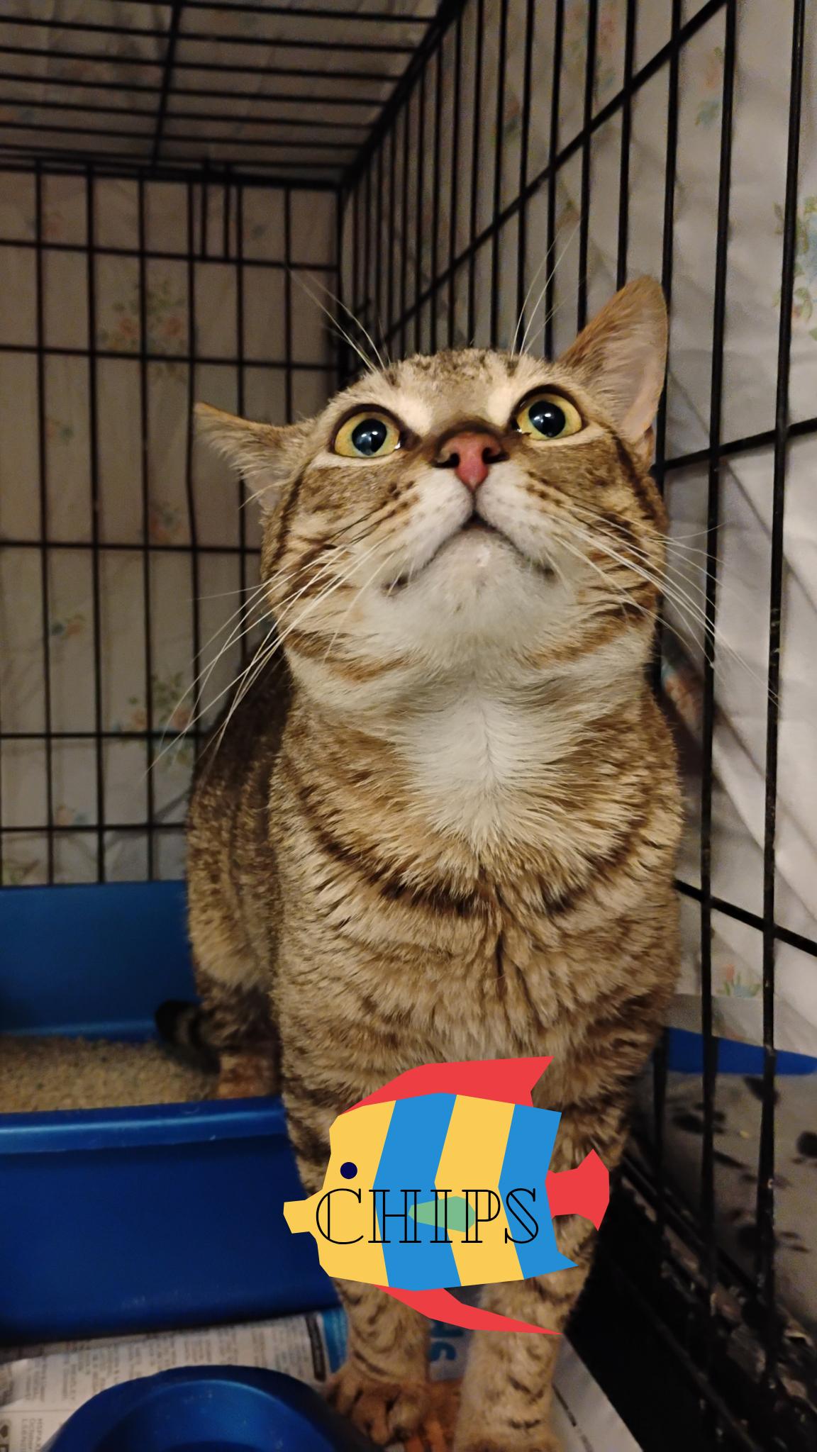 Enlarge Chips, a Adoptable Tabby in Muncie, IN image 1/1