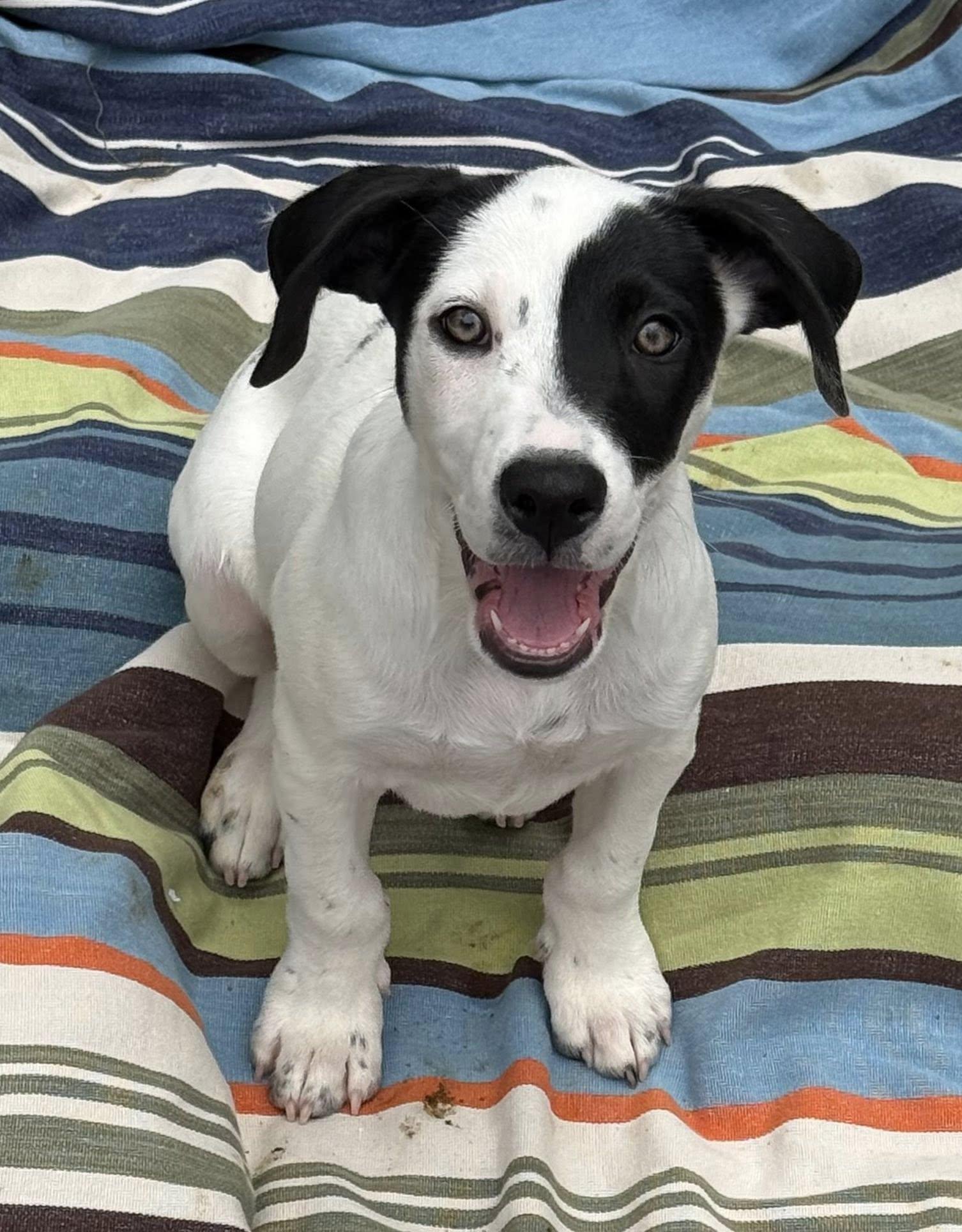 Atticus