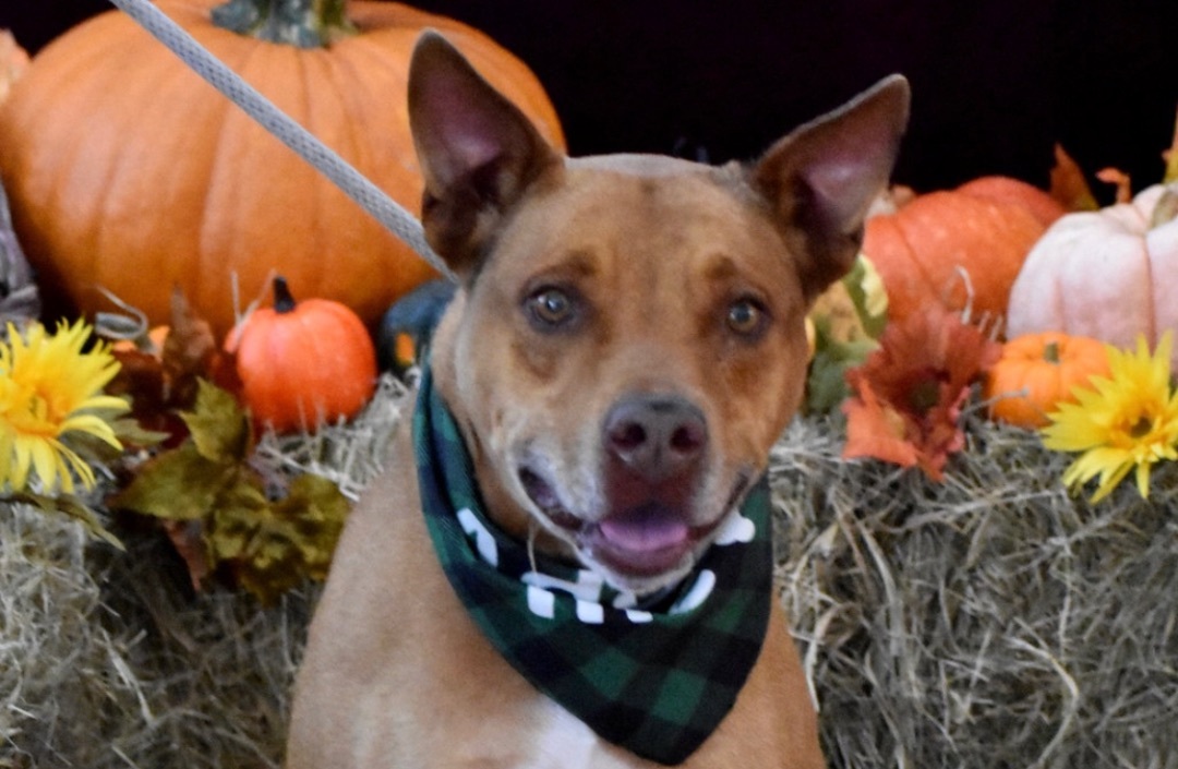Taz photo 1