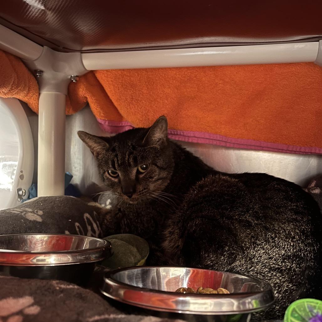 Literature, Adoptable, Adult Male Domestic Short Hair.