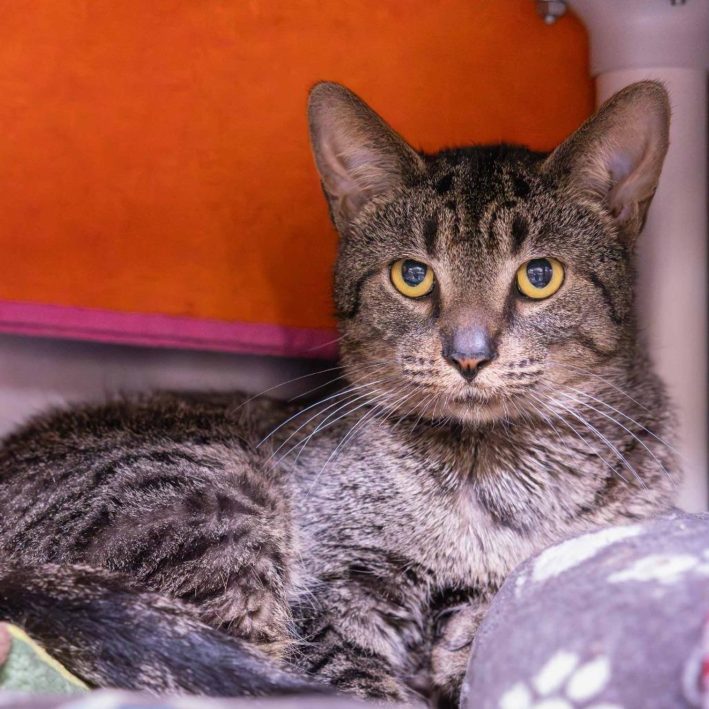 Literature, a Adoptable Domestic Short Hair in Mentor, OH image 2/2