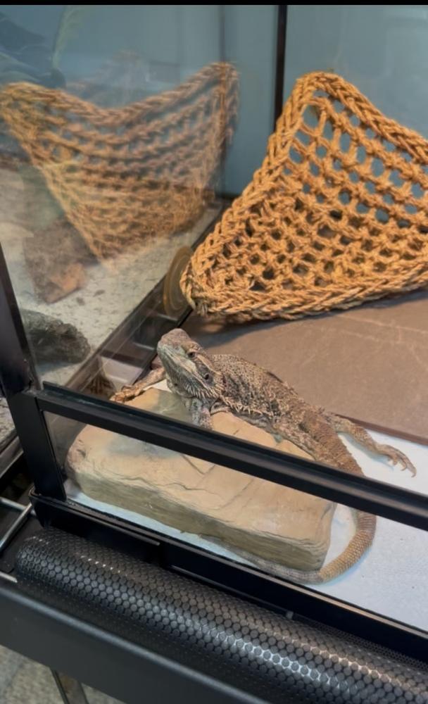 Ora, Adoptable, Adult Female Lizard & Lizard.