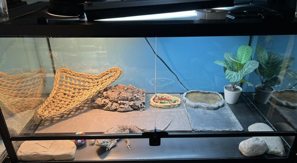 Ora, a Adoptable mixed breed in South Bend, IN image 2/4