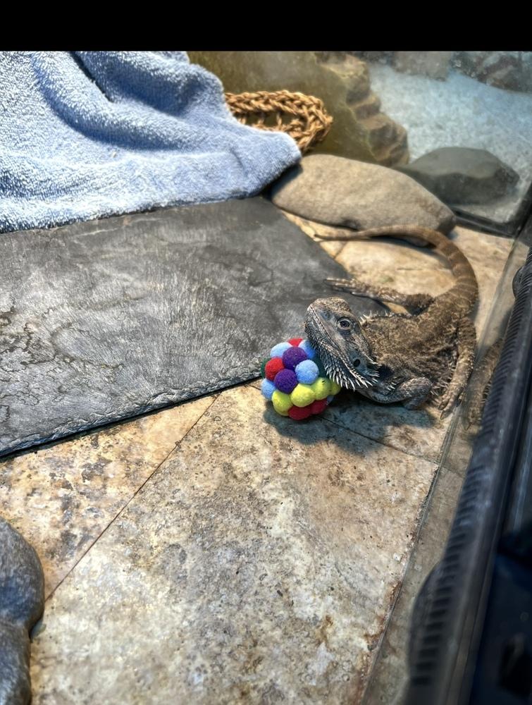 Ora, a Adoptable mixed breed in South Bend, IN image 3/4