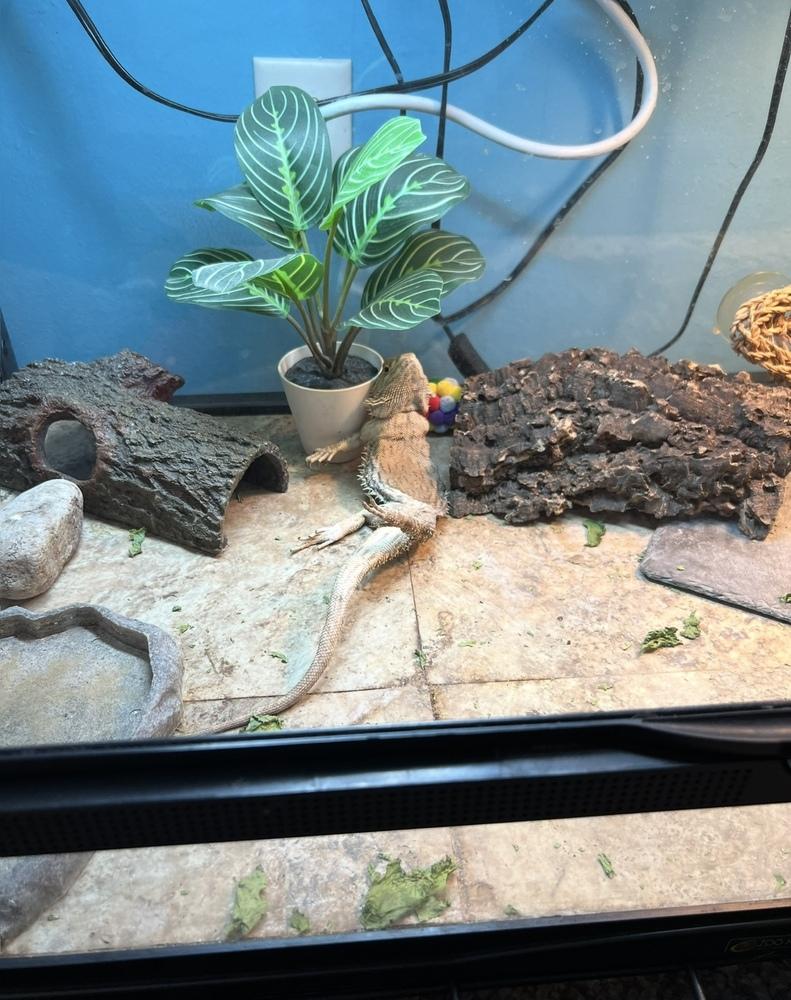 Ora, a Adoptable mixed breed in South Bend, IN image 4/4