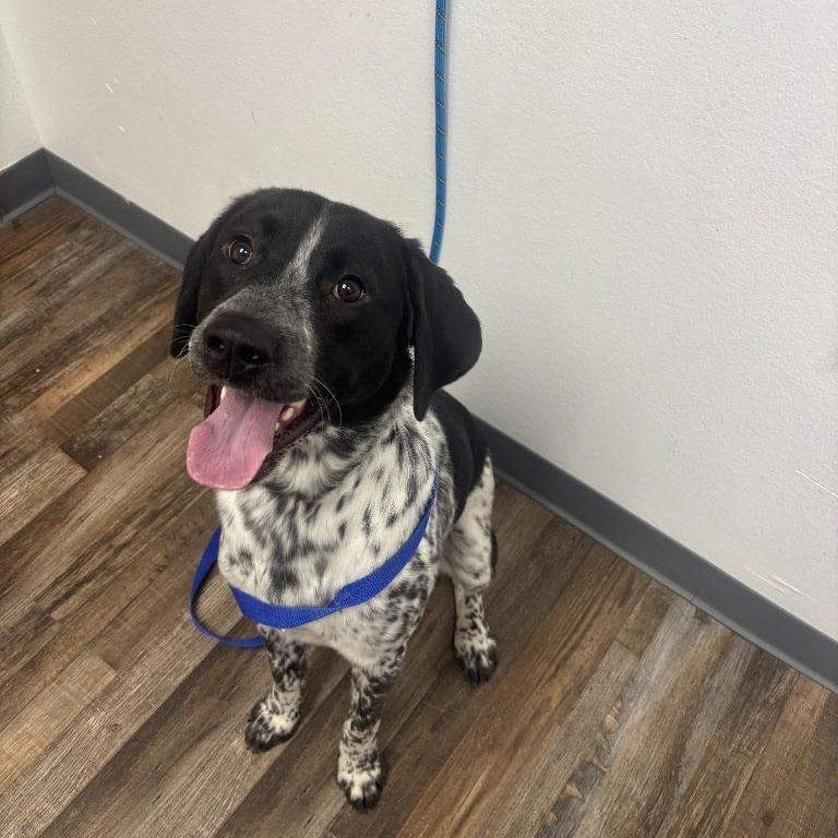 Boone, adopted, Young Male Mixed Breed.