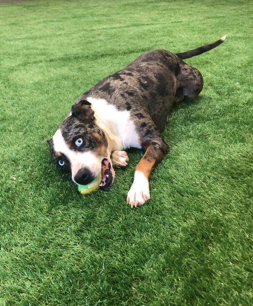 Sapphire, Adoptable, Adult Female Catahoula Leopard Dog.