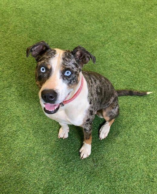 Enlarge Sapphire, a Adoptable mixed breed in San Angelo , TX image 3/6