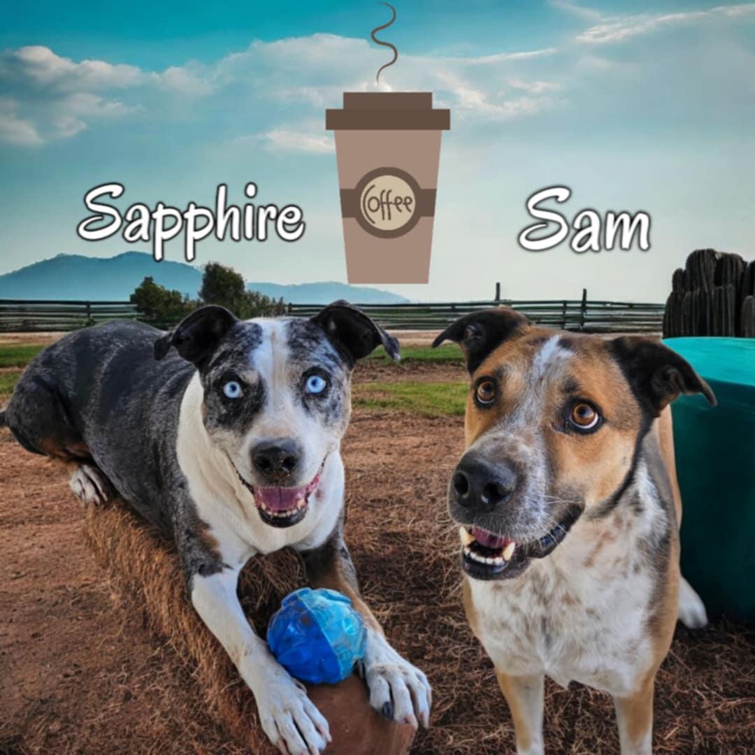 Enlarge Sapphire, a Adoptable mixed breed in San Angelo , TX image 4/6