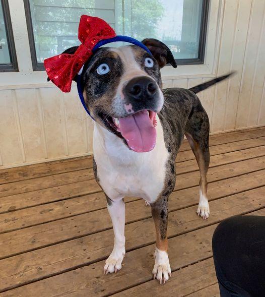 Enlarge Sapphire, a Adoptable mixed breed in San Angelo , TX image 5/6