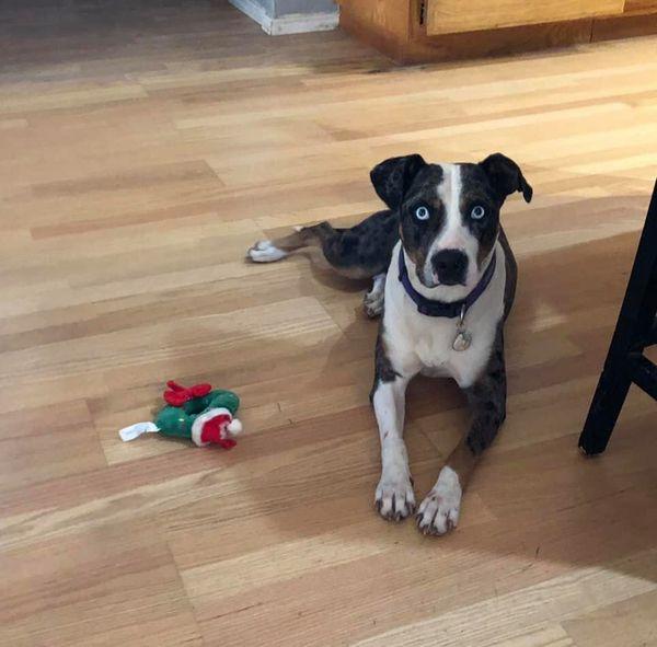 Enlarge Sapphire, a Adoptable mixed breed in San Angelo , TX image 6/6