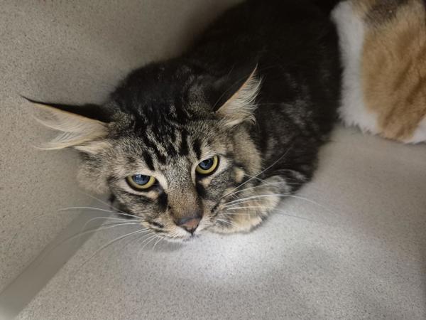 Gloria - Working Cat, Adoptable, Adult Female Domestic Long Hair.